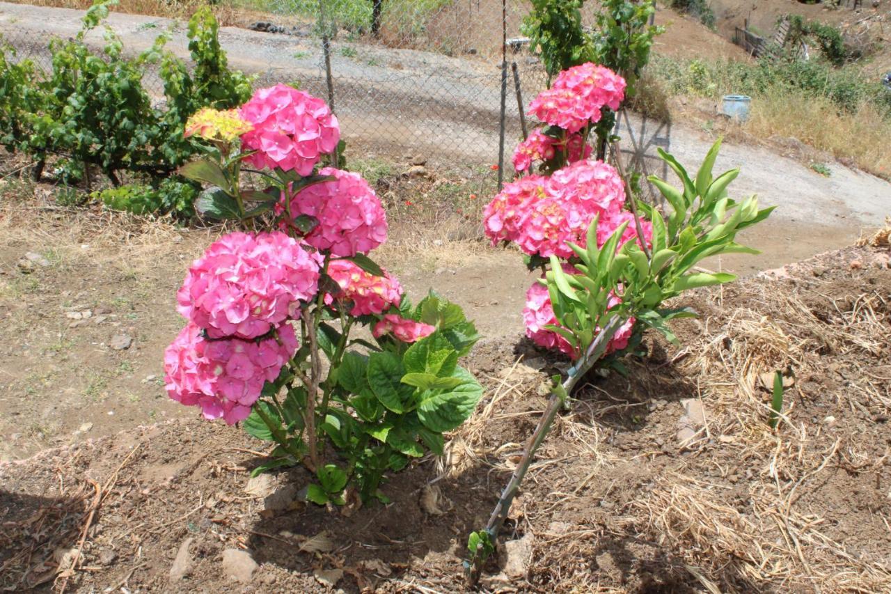 Finca El Cole Villa Las Palmas de Gran Canaria Ngoại thất bức ảnh