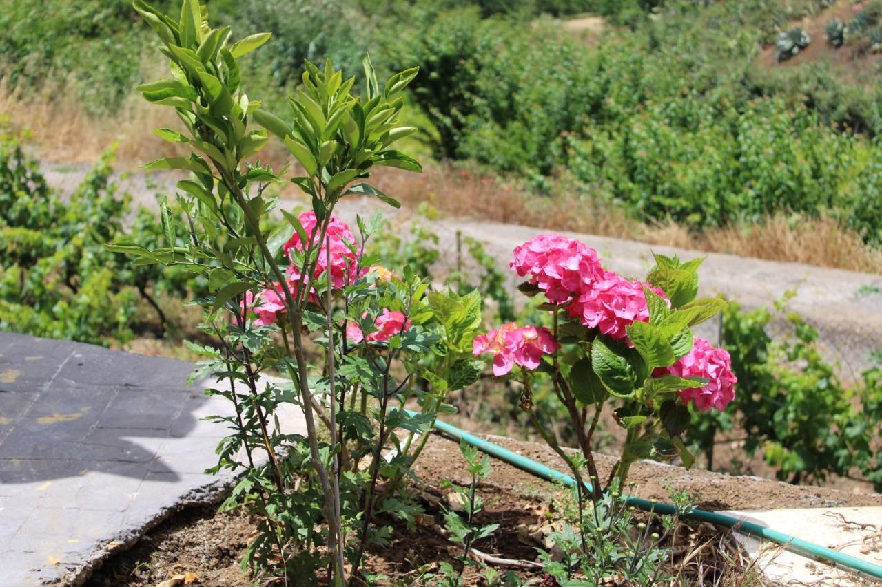 Finca El Cole Villa Las Palmas de Gran Canaria Ngoại thất bức ảnh